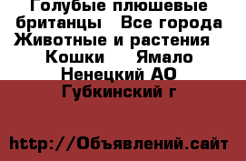 Голубые плюшевые британцы - Все города Животные и растения » Кошки   . Ямало-Ненецкий АО,Губкинский г.